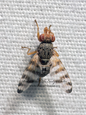 Pseudotephritina PICTURE-WINGED FLY 9098010z