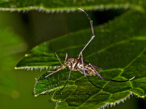 Psorophora ferox MOSQUITO 9089792z
