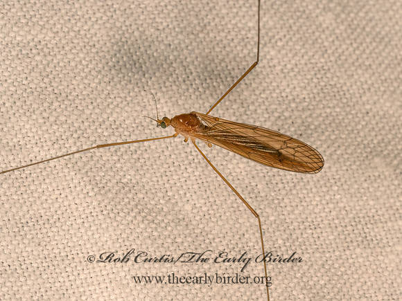 Pilaria LIMONIID CRANE FLY 9081527z