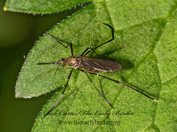 Psorophora ferox MOSQUITO 9089794z