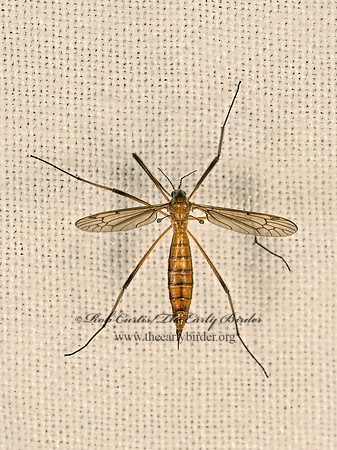 Prolabis LIMONIID CRANE FLY 9081571z