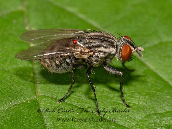 Sarcophaginae FLESH FLY 9089796z