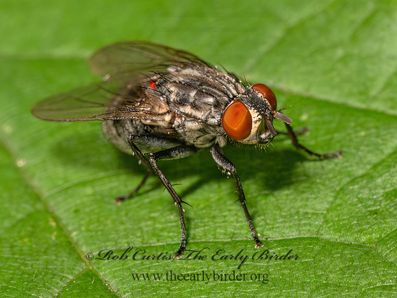 Sarcophaginae FLESH FLY 9089797z