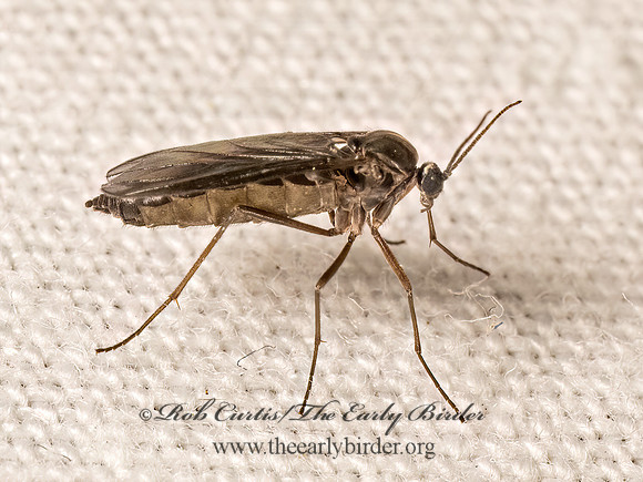 Sciaridae DARK-WINGED FUNGUS GNAT 9081623z
