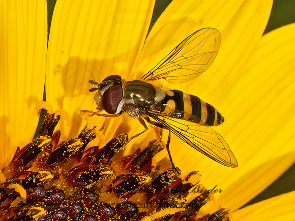 Syrphus rectus YELLOW-LEGGED FLOWER FLY 9082744z