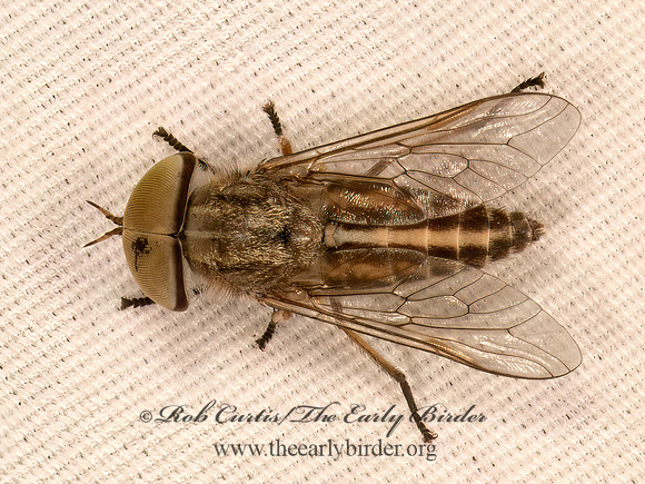 Tabanus lineloa~ STRIPED HORSE FLY 9083853z