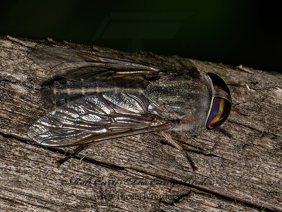 Tabanus lineola STRIPED HORSE FLY 9097839z