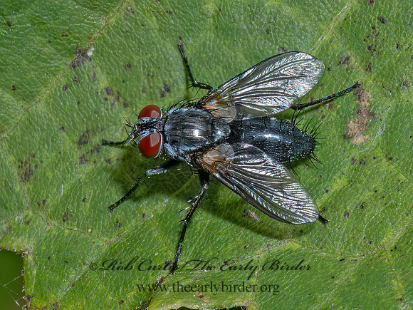 Thelaira~ VORIINI TACHINID FLY 9090526z