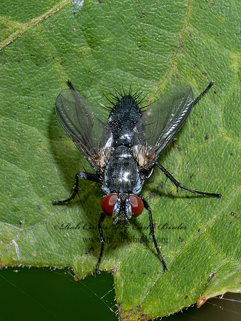 Thelaira~ VORIINI TACHINID FLY 9090527z