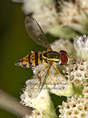 Toxomerus geminatus EASTERN CALLIGRAPHER 3042771z