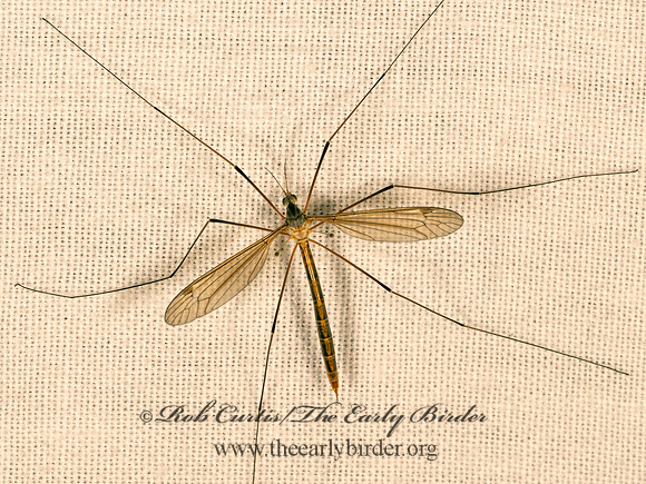 Tipula CRANE FLY 9081710z