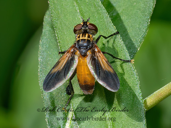 Trichopoda (Galactomyia) FEATHER-LEGGED TACHINID 9090460z