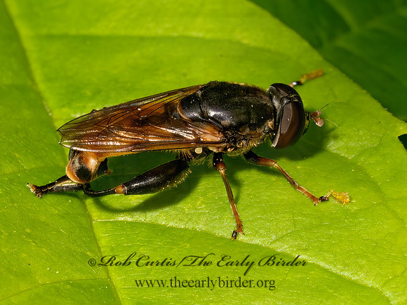 Tropidia quadrata MILESINI HOVER FLY 9097681z