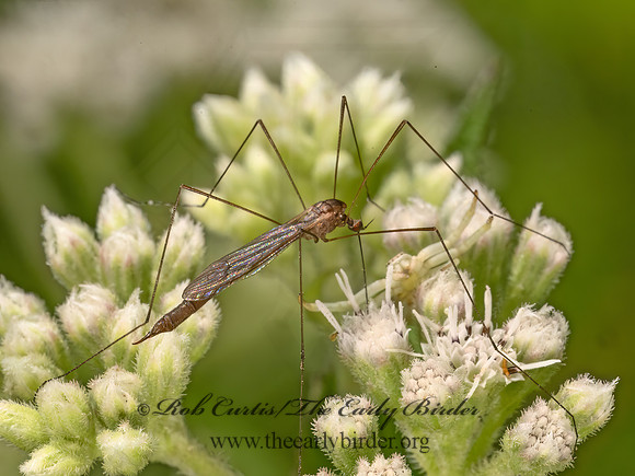 Toxorhina magna LIMONIID CRANE FLY 9081382z