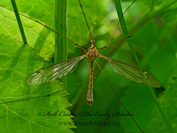 Tipula (Triplicitipula) CRANE FLY 9088293z