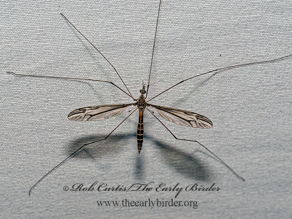 Tipula (Yamatotipula) CRANE FLY 9097945z