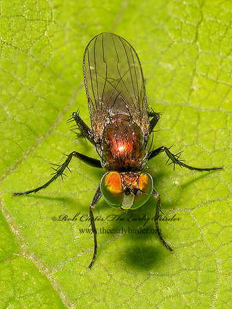 Dolichopus LONGLEGGED FLY 9097634z