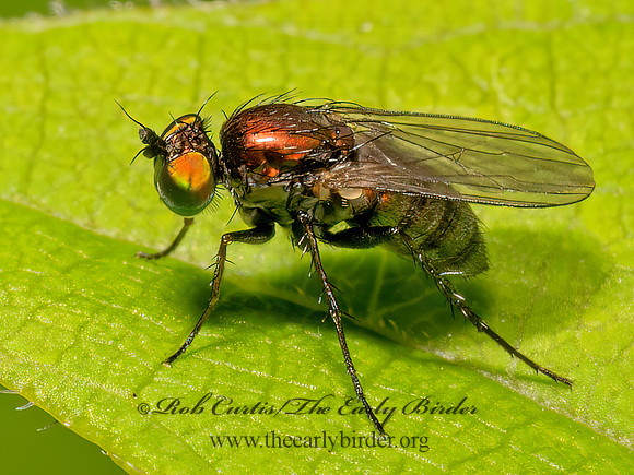 Dolichopus LONGLEGGED FLY 9097631z