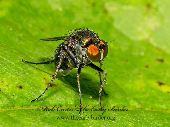 Dolichopus LONGLEGGED FLY 9097557z