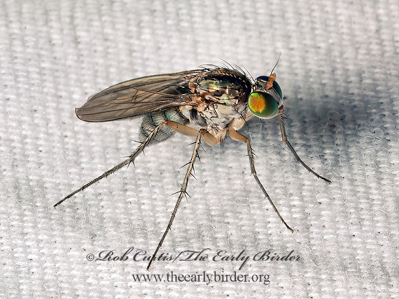 Dolichopus LONGLEGGED FLY 9082304z