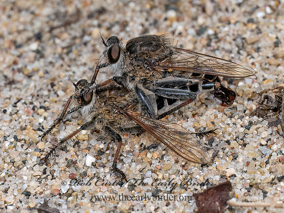 Efferia albibarbis SAND HAMMERTAIL 8040631z