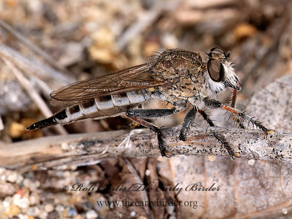 Efferia albibarbis SAND HAMMERTAIL 8040969z