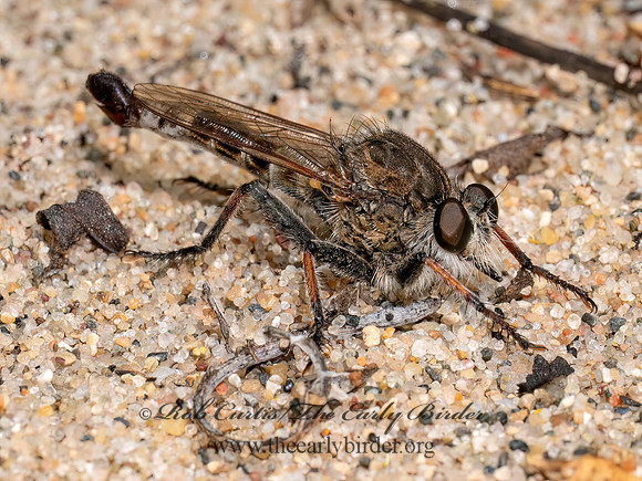 Efferia albibarbis SAND HAMMERTAIL 8040670z