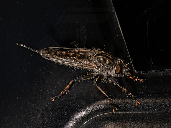 Efferia aestuans NORTHERN HAMMERTAIL 9097729z