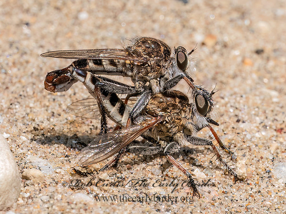 Efferia albibarbis SAND HAMMERTAIL 9097214z
