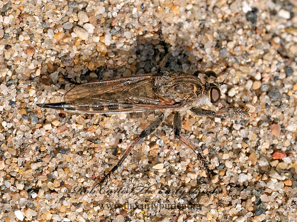 Efferia albibarbis SAND HAMMERTAIL 8040614z