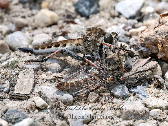 Efferia albibarbis SAND HAMMERTAIL 9097200z