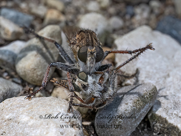 Efferia albibarbis SAND HAMMERTAIL 9097206z