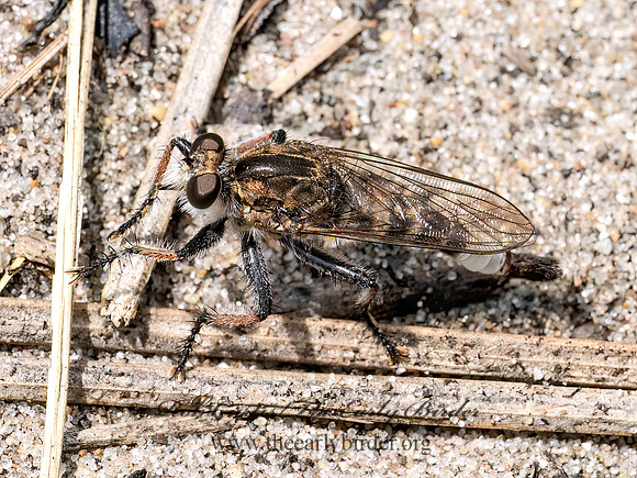 Efferia albibarbis ASILINAE ROBBER FLY 9097139z