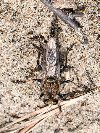 Efferia albibarbis ASILINAE ROBBER FLY 9097141z