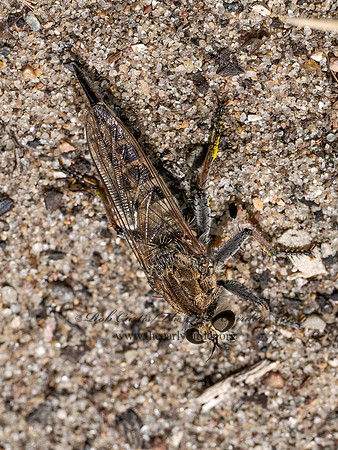 Efferia albibarbis ASILINAE ROBBER FLY 9097128z
