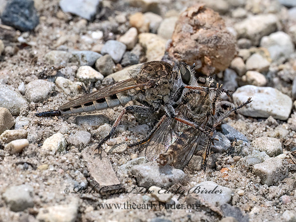Efferia albibarbis SAND HAMMERTAIL 9097197z