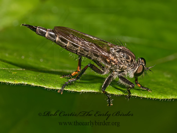Machimus BLADETAIL ROBBER FLY 9089799z