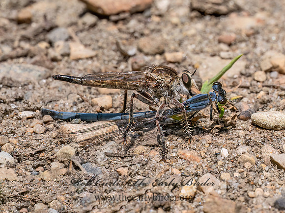 Proctacanthella ASILINAE ROBBER FLY 9097224z
