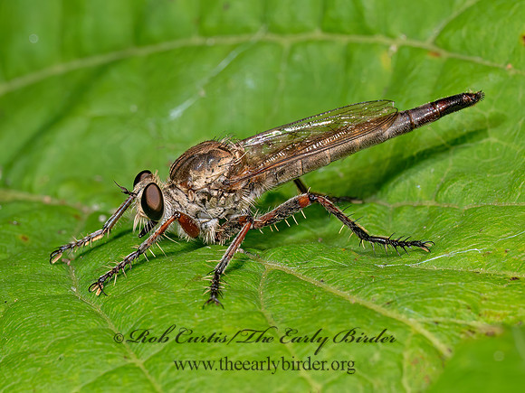 Proctacanthella cacopiloga ASILINAE ROBBER FLY 8041032z