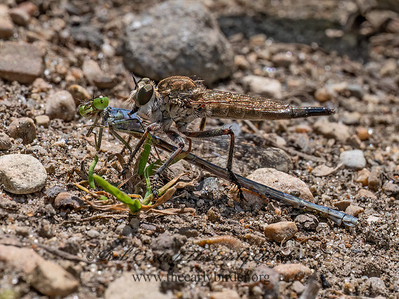 Proctacanthella ASILINAE ROBBER FLY 9097220z