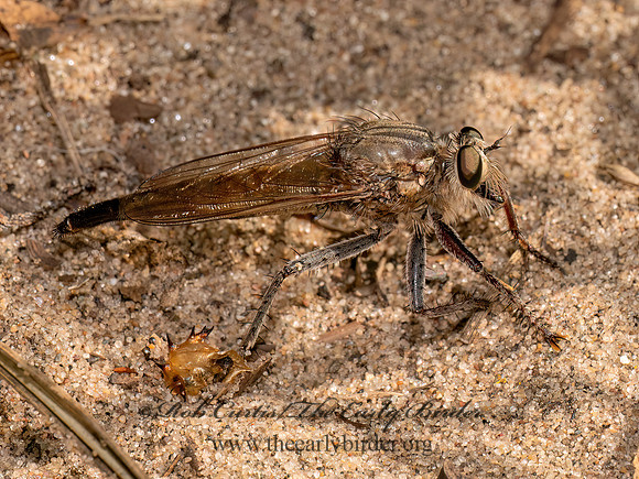 Proctacanthus ASILINAE ROBBER FLY 8041033z