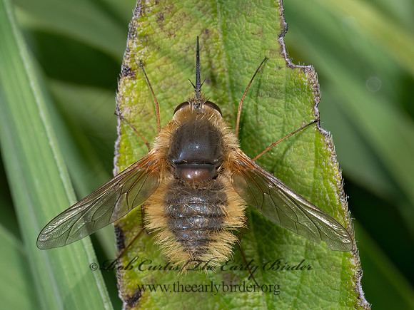 Systoechus oreas~ WOOLY BEE FLY 8040354z