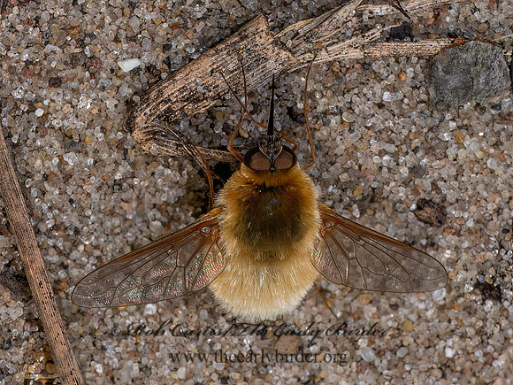 Systoechus oreas~ WOOLY BEE FLY 8040262z