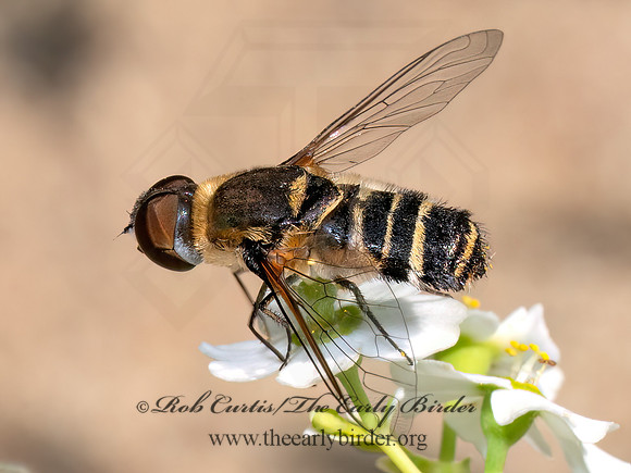Villa BEE FLY 8039960z
