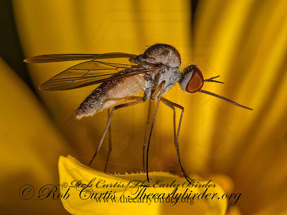 Geron calvus TOXOPHORINAE BEE FLY 9097805z