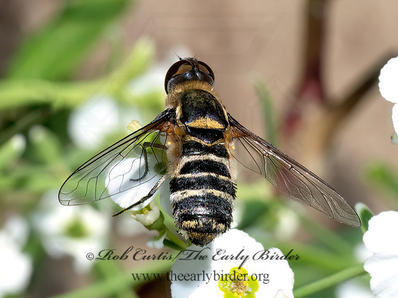 Villa BEE FLY 8039928z