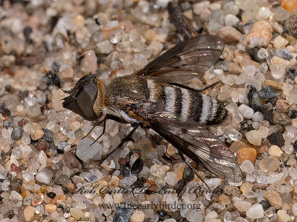 Exoprosopa fasciata BEE FLY 8040790z