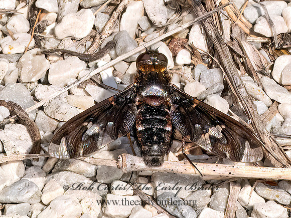 Exoprosopa decora ADORNED BEE FLY 8041572z