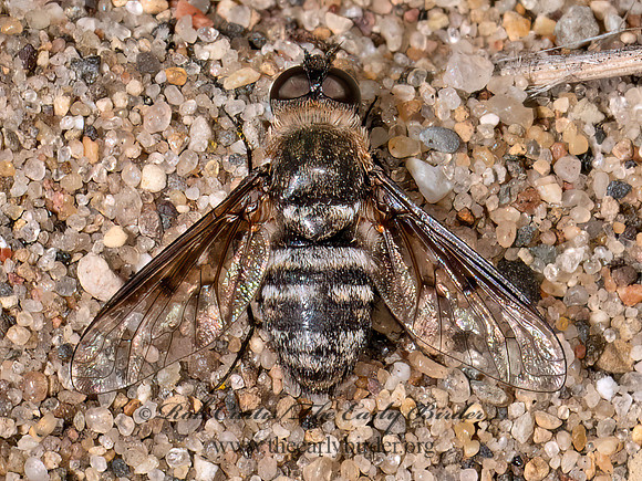 Exoprosopa fasciata BEE FLY 8040787z