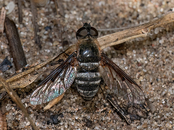Exoprosopa fasciata BEE FLY 8040008z